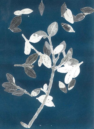 Midnight Garden II, 2015 (monoprint na papierze) autorstwa Stephen Dow