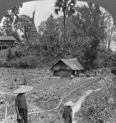 Ogród warzywny pośród pagód, Bhamo, Birma, 1908 autorstwa Stereo Travel Co