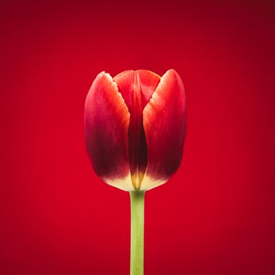 Portret pojedynczego czerwonego tulipana na czerwonym tle autorstwa Steve Gallagher