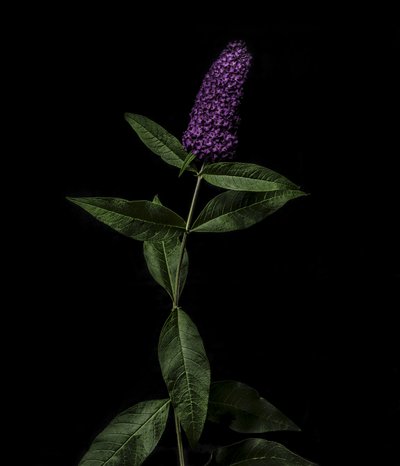 Buddleja purpurowa, 2020 (zdjęcie) autorstwa Steve Gallagher