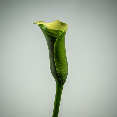 Pojedyncza zielona lilia Calla, 2020 (zdjęcie) autorstwa Steve Gallagher