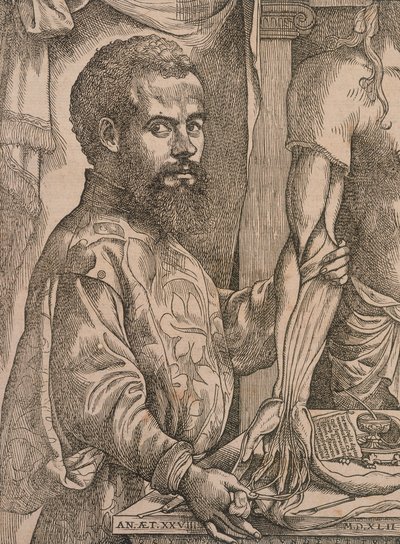 Andreas Vesalius rozcinający mięśnie przedramienia zwłok, 1543. autorstwa Steven van Calcar