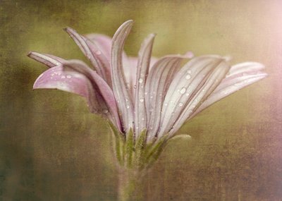  autorstwa Susan Moss
