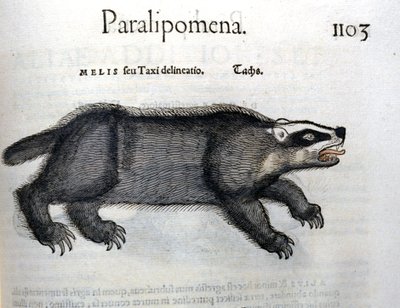 Borsuk, ilustracja z „Historii Animalium” Conrada Gesnera autorstwa Swiss School