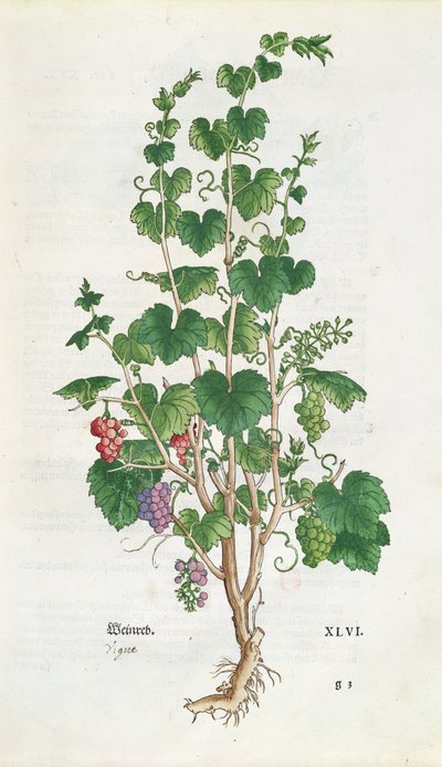 Talerz botaniczny winorośli (Vitis Vinifera) z De Historia Stirpium autorstwa Leonarda Fuchsa (1501-66) 1543 autorstwa Swiss School