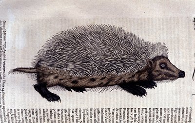 Jeż, ilustracja z „Historia animalium” Conrada Gesnera autorstwa Swiss School