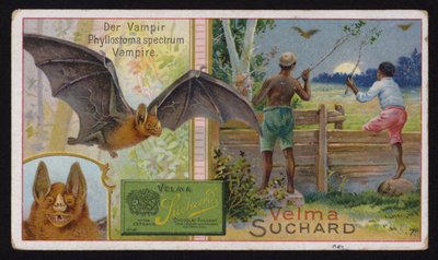 Nietoperz wampir (chromolitho) autorstwa Swiss School