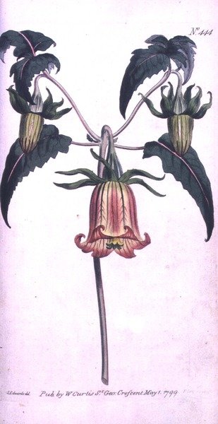 Canary Island Bell Flower (Canarina campanula), tablica 444 z „The Botanical Magazine” Williama Curtisa (lub „Flower Garden Displayed”), wyd. 1799 (grawerowanie) autorstwa Sydenham Teast (after) Edwards