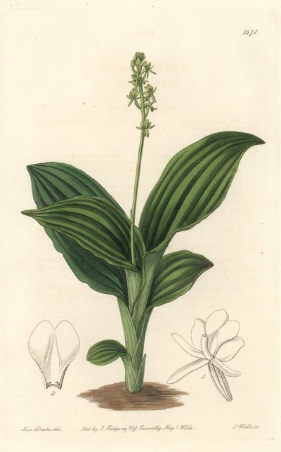 Afrykańska orchidea liparis - woda forte autorstwa S. Wattsa z ilustracji Sarah Anne Drake (1803-1857), z rejestru botanicznego autorstwa Sydenham Teast Edwards