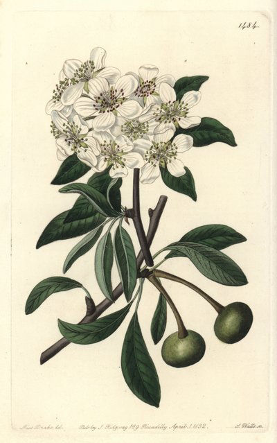 Gruszka o liściach migdałowych - Gruszka o liściach migdałowych, Pyrus amygdaliformis (Gruszka śnieżna, Pyrus nivalis). Ręcznie barwiony miedzioryt autorstwa S. Wattsa według ilustracji Sarah Drake z Sydenham Edwards