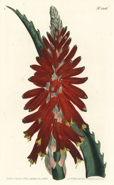 Drzewo aloesowe - Aloes wąskolistny, Aloe arborescens. Ręcznie barwiony miedzioryt autorstwa F. Sansoma Jr. według ilustracji Sydenhama Edwardsa z magazynu botanicznego Williama Curtisa, T. Curtis, Londyn autorstwa Sydenham Teast Edwards