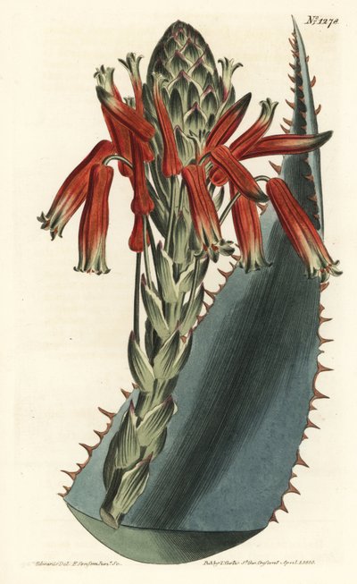 Aloe variete - Niebieski aloes, Aloe glauca (Red-spined glaucous aloe, Aloe rhodacantha) - Ręcznie barwiony miedzioryt autorstwa F. Sansoma Jr. według ilustracji autorstwa Sydenhama Edwardsa z magazynu Botanical William Curtis, T. Curtis, Londyn autorstwa Sydenham Teast Edwards