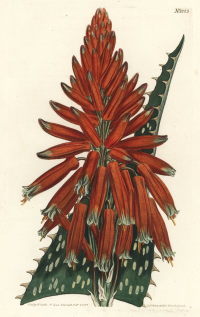 Aloes macule - Aloes mydlany lub zebra, Aloe maculata (Aloes plamisty, Aloe picta). Ręcznie barwiony miedzioryt autorstwa F. Sansoma Jr. według ilustracji Sydenhama Edwardsa z magazynu botanicznego Williama Curtisa, T. Curtis, Londyn autorstwa Sydenham Teast Edwards