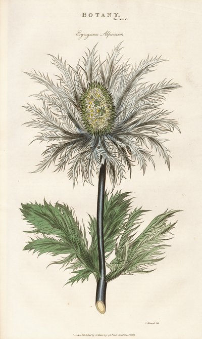 Ostrokrzew alpejski (Eryngium alpinum) autorstwa Sydenham Teast Edwards