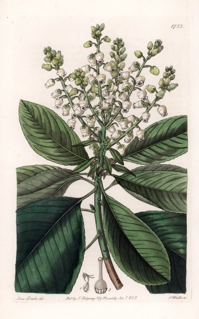 American Arbutus Tree - Grawerowane przez S.Wattsa, z ilustracji Sarah Anne Drake (1803-1857), z rejestru botanicznego Sydenham Edwards (1768-1819), Anglia autorstwa Sydenham Teast Edwards