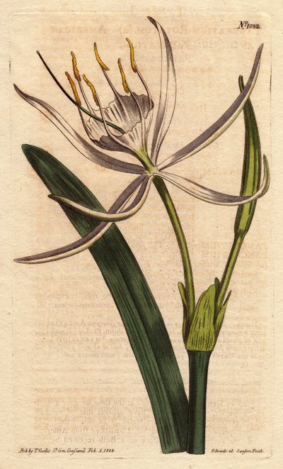 Amerykański pancratium ma pachnące białe kwiaty. Amerykański pancratium z białymi pachnącymi kwiatami.Pancratium rotatum.Ręcznie kolorowany miedzioryt na podstawie ilustracji botanicznej autorstwa Sydenhama Edwardsa z Williama Curtisa „Botanical Magazine”  autorstwa Sydenham Teast Edwards
