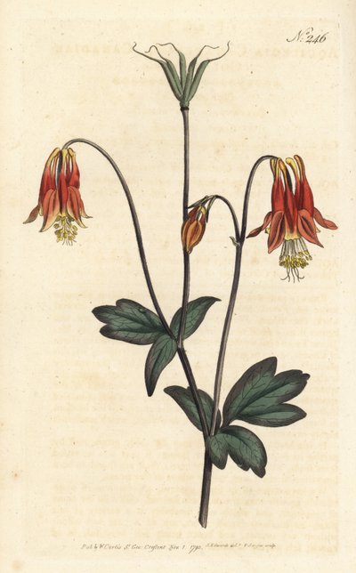 Ancolia du Canada - kanadyjski orlik. Orlik kanadyjski. Ręcznie barwiony miedzioryt autorstwa Sansoma według ilustracji Sydenhama Edwardsa autorstwa Williama Curtisa Botanical Magazine, Londyn autorstwa Sydenham Teast Edwards