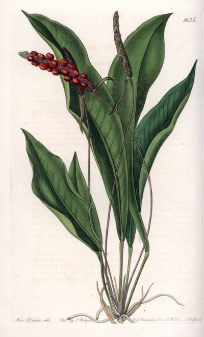Anthurium gracile - Grawerowana tablica autorstwa S.Wattsa, z ilustracji Sarah Anne Drake (1803-1857), z rejestru botanicznego Sydenham Edwards (1768-1819), Anglia autorstwa Sydenham Teast Edwards
