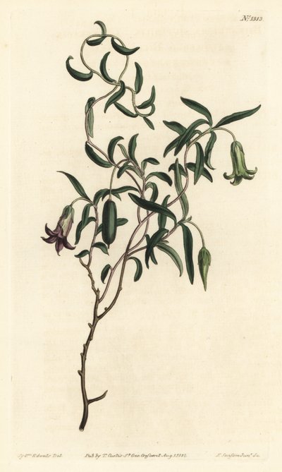 Jagoda jabłkowa lub billardiera o zmiennych kwiatach, Billardiera mutabilis - Ręcznie barwiony miedzioryt autorstwa F. Sansoma Jr. według ilustracji Sydenhama Edwardsa z magazynu Botanical William Curtis, T. Curtis, Londyn autorstwa Sydenham Teast Edwards