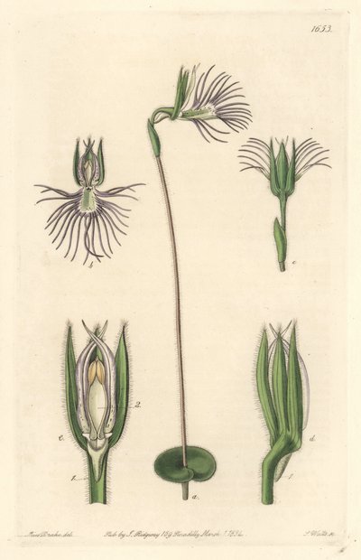 Storczyk Araignee, pochodzący z RPA - Mocna woda autorstwa S. Wattsa z ilustracji Sarah Anne Drake (1803-1857), z rejestru botanicznego autorstwa Sydenham Teast Edwards