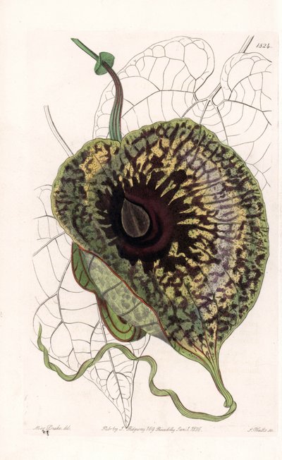 Aristoloche Variete - Talerz grawerowany przez S.Wattsa, z ilustracji Sarah Anne Drake (1803-1857), z rejestru botanicznego Sydenham Edwards (1768-1819), Anglia autorstwa Sydenham Teast Edwards