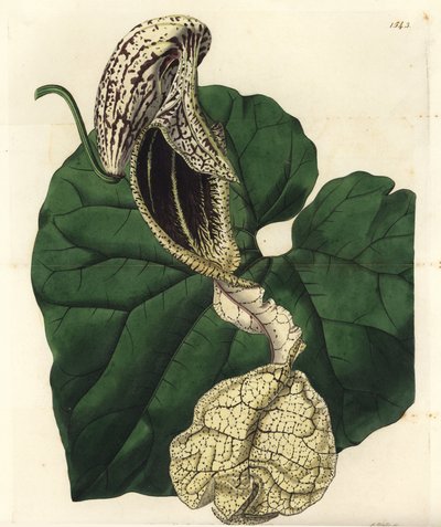 Aristoloche variete - Rocznik łódkowaty, Aristolochia cymbifera. Ręcznie barwiony miedzioryt autorstwa S. Wattsa według ilustracji panny Sarah Drake z rejestru botanicznego Sydenham Edwards, Ridgeway, Londyn autorstwa Sydenham Teast Edwards