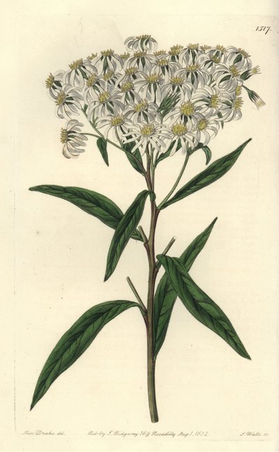 Aster a umbellata - aster płaskodenny, Doellingeria umbellata (aster migdałowy, Aster amygdalinus). Ręcznie barwiony miedzioryt autorstwa S. Wattsa według ilustracji panny Sarah Drake z rejestru botanicznego Sydenham Edwards, Ridgeway, Londyn autorstwa Sydenham Teast Edwards