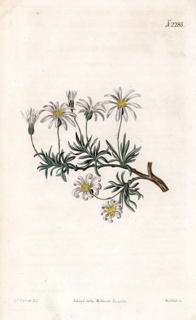 Aster akr - aster krzewiasty, Felicia fruticosa (starwort krzewiasty, Aster fruticulosus). Ręcznie barwiony miedzioryt autorstwa Weddella na podstawie ilustracji Sydenhama Edwardsa z „” Botanical Magazine” Samuela Curtisa „Londyn autorstwa Sydenham Teast Edwards