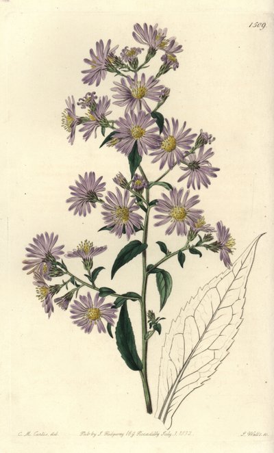 Aster variete - Aster panikowany, Symphyotrichum lanceolatum (Aster blady, Aster pallens). Ręcznie barwiony miedzioryt autorstwa S. Wattsa według ilustracji Charlesa M. Curtisa z Sydenham Edwards