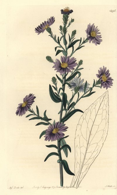 Aster variete - Gładki aster, Symphyotrichum laeve (Glaucous aster, Aster cyaneus). Ręcznie barwiony miedzioryt autorstwa S. Wattsa według ilustracji panny Sarah Drake z rejestru botanicznego Sydenham Edwards, Ridgeway, Londyn autorstwa Sydenham Teast Edwards