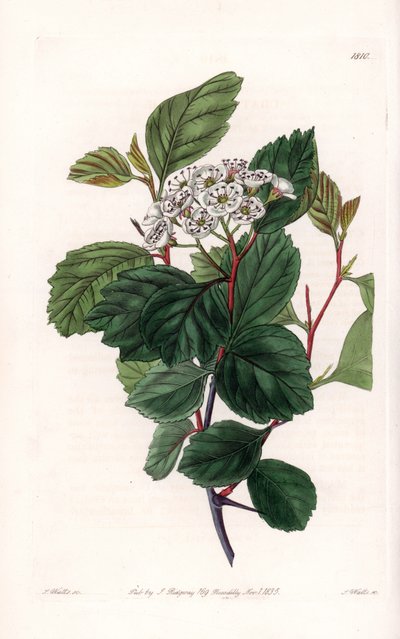 Aubepine lub biały cierń, pochodzący z Ameryki Północnej - Grawerowane przez S.Watts, z ilustracji Sarah Anne Drake (1803-1857), z rejestru botanicznego Sydenham Edwards (1768-1819), Anglia autorstwa Sydenham Teast Edwards