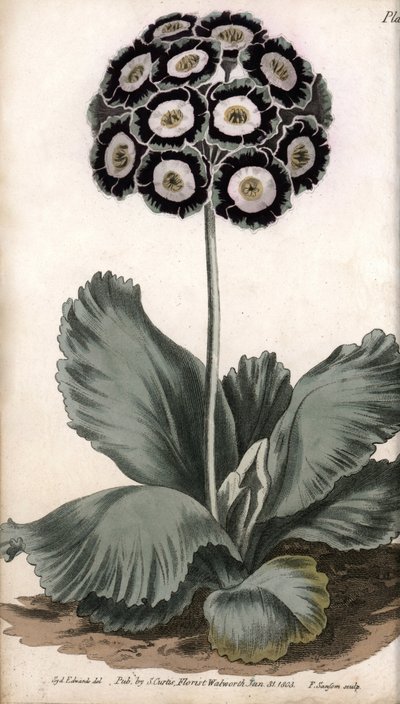 Małżowina uszna lub ucho niedźwiedzia. Kolorowa miedzioryt, ilustracja Sydenham Edwards (1768-1819) dla Konferencji Botanicznej, Ogród Botaniczny Lambeth (Anglia) autorstwa Sydenham Teast Edwards