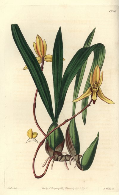 Australijski storczyk epifityczny variete - storczyk Brasiliorchis marginata (storczyk cymbidium czerwonobrzegi, Cymbidium marginatum). Ręcznie barwiony miedzioryt autorstwa S. Wattsa według ilustracji Johna Lindleya z Sydenham Edwards