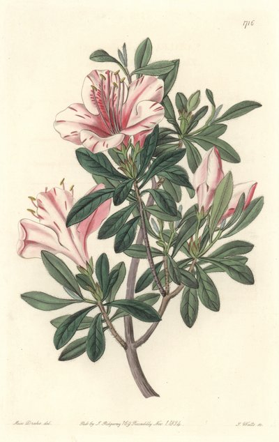 Azalee of Florists - S. Watts Strong Water z ilustracji Sarah Anne Drake (1803-1857), z rejestru botanicznego autorstwa Sydenham Teast Edwards