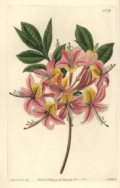 Azalia pontic yellow - żółta azalia, różanecznik żółty (zmienna azalia Pontic, azalea pontica versicolor). Ręcznie barwiony miedzioryt autorstwa S. Wattsa według ilustracji panny Sarah Drake z Sydenham Edwards