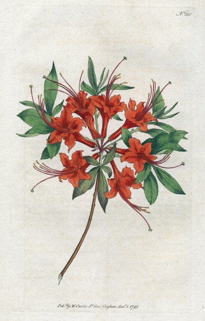 Azalia z nagimi kwiatami (Rhododendron periclymenoides) - Litografia Sydenham Edwards (1768-1819), płyta z Botanical Magazine Williama Curtisa (1746-1799) autorstwa Sydenham Teast Edwards