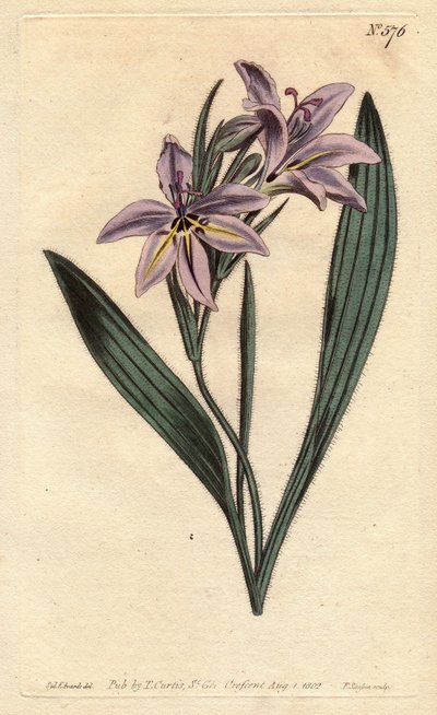 Kwiat pawiana o słodkim zapachu, z jasnymi kwiatami bzu. Słodko pachnący babiana z jasnymi kwiatami bzu. Babiana plicata. Ręcznie kolorowany miedzioryt z ilustracji botanicznej Sydenham Edwards z „” Botanical Magazine” Williama Curtisa” 1790 autorstwa Sydenham Teast Edwards