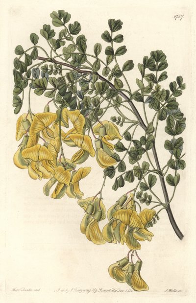 Baguenaudier du Nepal - Water forte autorstwa S. Wattsa z ilustracji Sarah Anne Drake (1803-1857), z rejestru botanicznego autorstwa Sydenham Teast Edwards