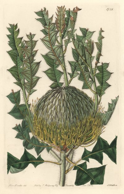 Banksia speciosa, pochodząca z Australii - mocna woda S. Wattsa z ilustracji Sarah Anne Drake (1803-1857), z rejestru botanicznego autorstwa Sydenham Teast Edwards