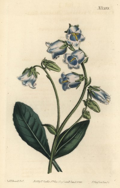 Barbue - Bearded bellflower, Campanula barbata - Ręcznie barwiony miedzioryt grawerowany przez F. Sansom Jr. na podstawie ilustracji Sydenhama Edwardsa z William Curtis