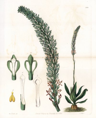 Belle sauroglossum - Talerz grawerowany przez S.Wattsa, z ilustracji Sarah Anne Drake (1803-1857), z rejestru botanicznego Sydenham Edwards (1768-1819), Anglia autorstwa Sydenham Teast Edwards