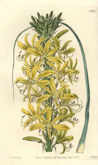 Berry Asphodele - Asphodeline lutea (asfodel syberyjski, Asphodelus luteus var. sibiricus). Ręcznie barwiony miedzioryt autorstwa S. Wattsa wg ilustracji M. Harta z Sydenham Edwards