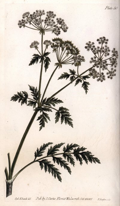 Duża cykuta. Kolorowa miedzioryt, ilustracja Sydenham Edwards (1768-1819) dla Konferencji Botanicznej, Ogród Botaniczny Lambeth (Anglia) autorstwa Sydenham Teast Edwards