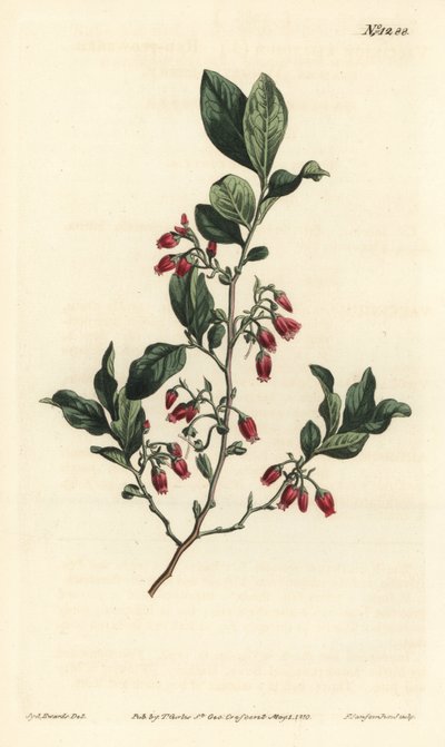 Czarna borówka, Gaylussacia baccata (czerwonokwiatowa gorzka borówka, Vaccinium resinosum) - Ręcznie barwiony miedzioryt wykonany przez F. Sansoma Jr. na podstawie ilustracji Sydenhama Edwardsa z magazynu botanicznego Williama Curtisa, T. Curtis, Londyn autorstwa Sydenham Teast Edwards