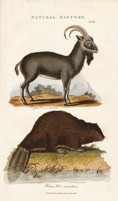 Niebieska koza i bóbr autorstwa Sydenham Teast Edwards