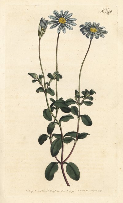 Blue Package, Felicie, Cape Margarita lub Cape Aster - Niebieska stokrotka, Felicia amelloides (Cineraria o niebieskich kwiatach lub Cape aster, Cineraria amelloides) - Ręcznie barwiony miedzioryt wykonany przez Sansoma na podstawie ilustracji Sydenhama Ed autorstwa Sydenham Teast Edwards