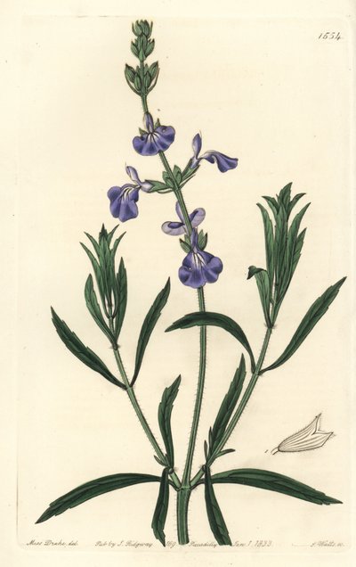 Szałwia niebieska - szałwia łąkowa, Salvia azurea (szałwia wąskolistna, Salvia angustifolia). Ręcznie barwiony miedzioryt autorstwa S. Wattsa według ilustracji panny Sarah Drake z rejestru botanicznego Sydenham Edwards, Ridgeway, Londyn autorstwa Sydenham Teast Edwards