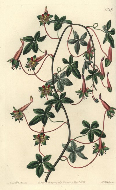 Kapucyn z Boliwii - pięciolistny tropaeoleum, Tropaeoleum pentaphyllum. Ręcznie barwiony miedzioryt autorstwa S. Wattsa według ilustracji panny Sarah Drake z rejestru botanicznego Sydenham Edwards, Ridgeway, Londyn autorstwa Sydenham Teast Edwards