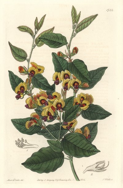 Bossiaea a grade kwiaty, australijskie pochodzenie - mocna woda S. Watts z ilustracji Sarah Anne Drake (1803-1857), z rejestru botanicznego autorstwa Sydenham Teast Edwards