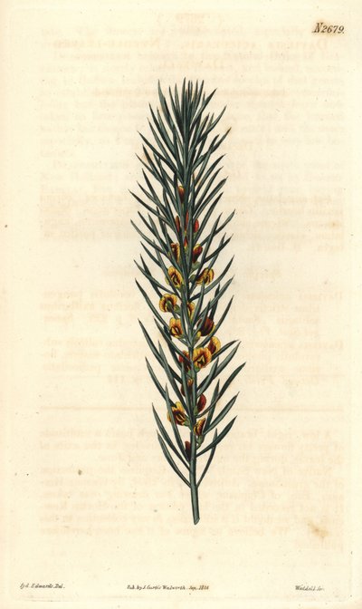Gałąź z igłami krzewu Daviesia Aicularis, pochodzącego z Australii. Ilustracja Sydenhama Edwardsa, rycina Weddella. Eau forte w The Curtis Botanical Magazine, Samuel Curtis autorstwa Sydenham Teast Edwards